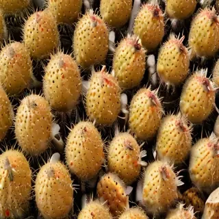 cactus fruit