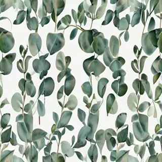 transparent eucalyptus clipart