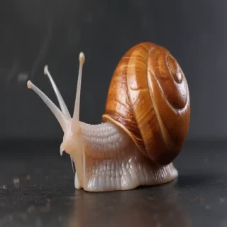 snail png