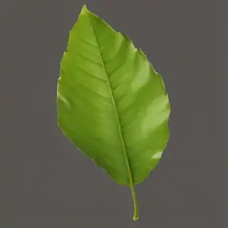 leaf png transparent