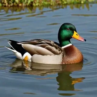 duck clipart