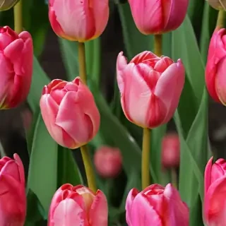 tulip flower