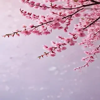 sakura background