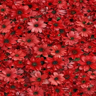 flower background red