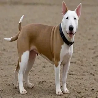 bull terrier dog breed