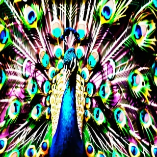 peacock background