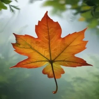 leaves transparent