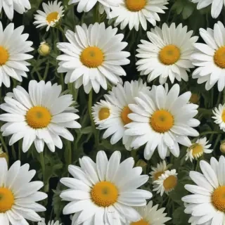 daisy flower wallpaper