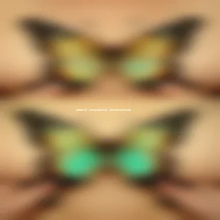 cute butterfly