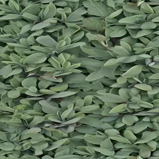 sage green photos