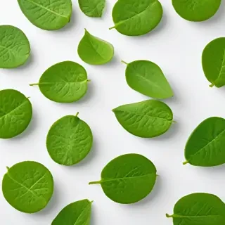green on white background