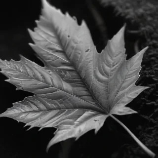 leaf in black and white