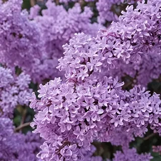 aesthetic lilac wallpaper