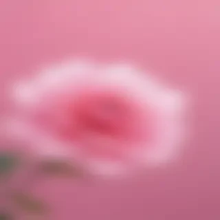 cute pink wallpaper for iphone