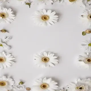 flowers white background