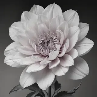 flower pencil drawing