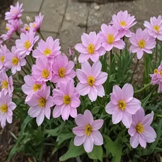 spring flowers