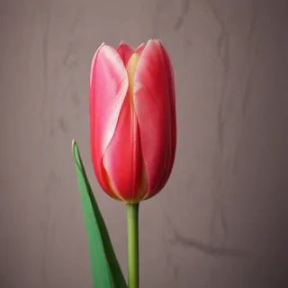 tulip iphone wallpaper