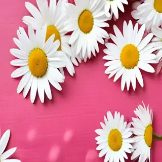 daisy wallpaper for desktop