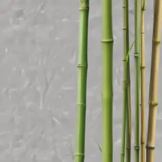 bamboo png