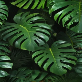 monstera background