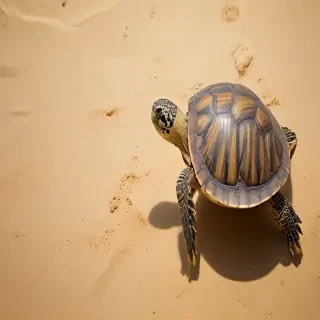 turtle backgrounds