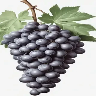 grapes clipart black and white