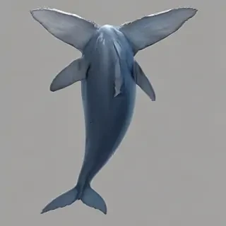 blue whale png