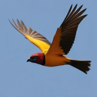 png birds flying