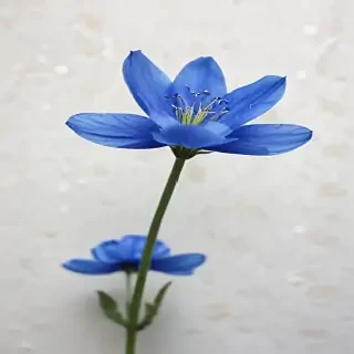 blue flower