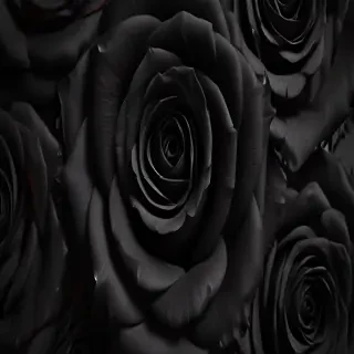 black roses background