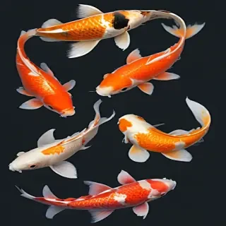 koi fish png