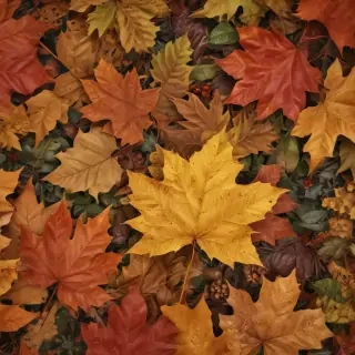 autumn leaves png