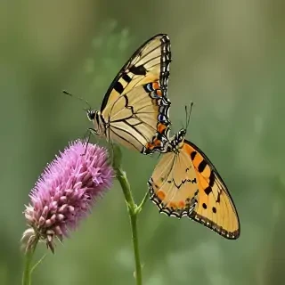 caterpillar to butterfly