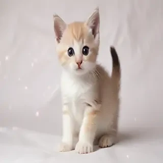 kitten png