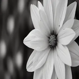 black and white flower