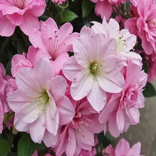 pretty flowers