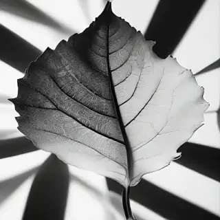 leaf white and black
