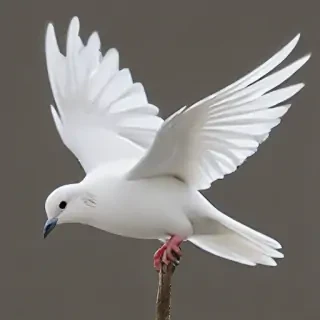 png dove