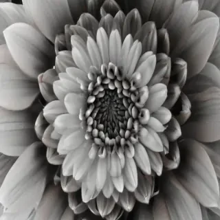 flower images black and white