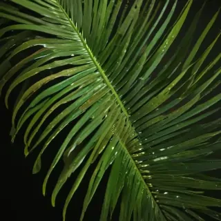 palm tree leaf png