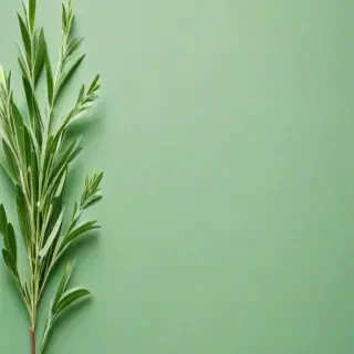 light sage green background