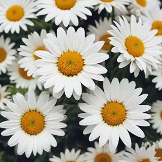 daisy wallpaper iphone