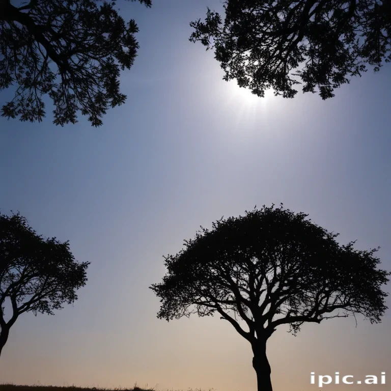trees silhouette png