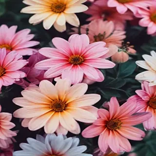 flowers iphone wallpaper