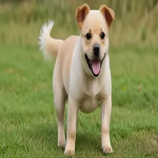 porkie dog breed
