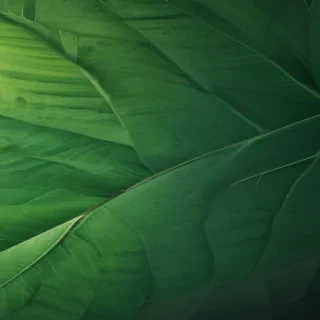 green iphone wallpaper