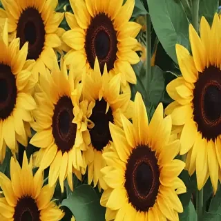 cute sunflower wallpaper