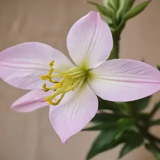 aesthic flower