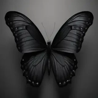 black butterfly outline